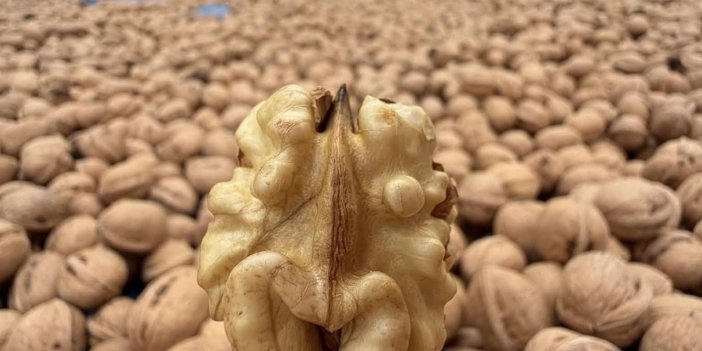 Kahramanmaraş cevizinde hasret sona erdi