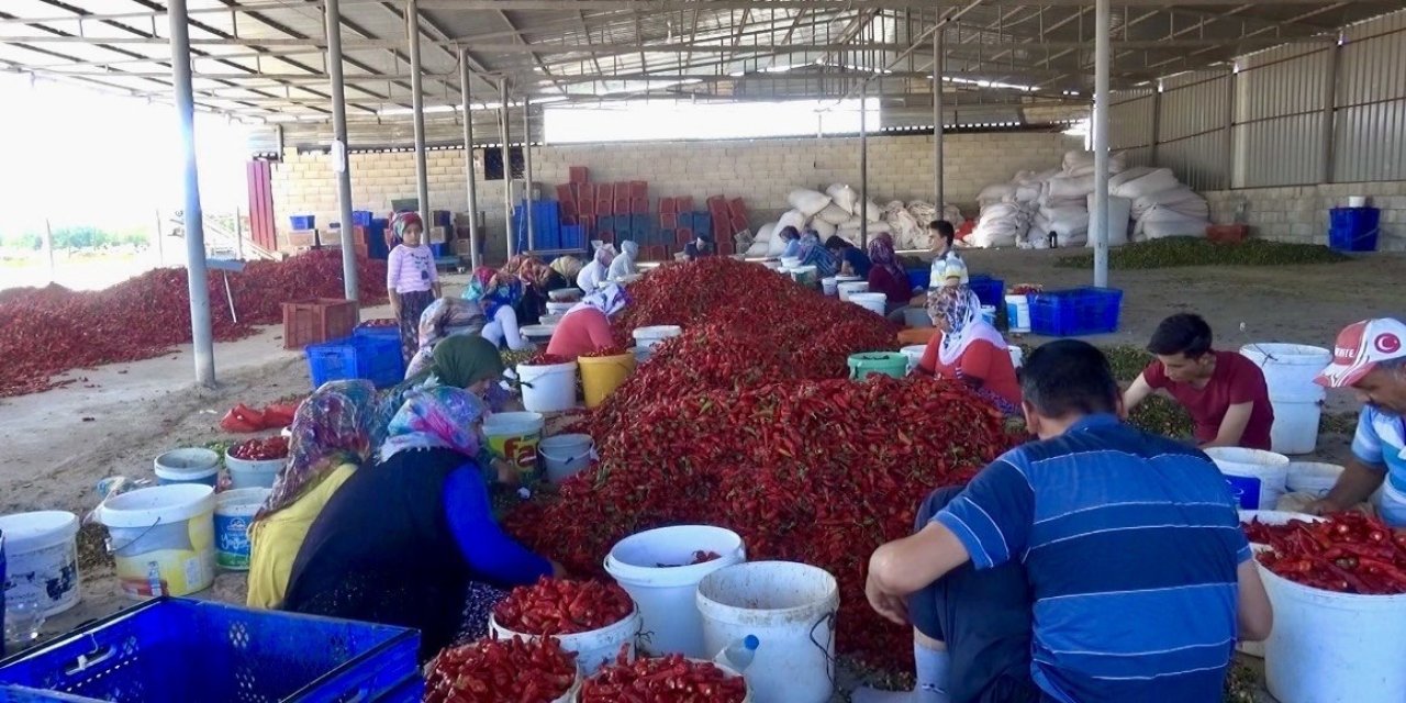 Kahramanmaraş’ta 50 bin ton yaş biberden 12 bin 500 ton pul biber bekleniyor