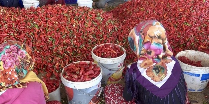 Kahramanmaraş’ta 50 bin ton yaş biberden 12 bin 500 ton pul biber bekleniyor