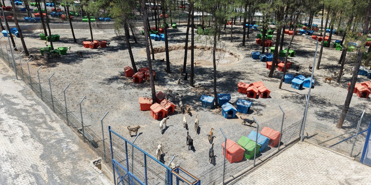 Sahipsiz Hayvanları Koruma Birliği’nden 5 Binin Üzerinde Can Dostuna Güvenli Yaşam Alanı