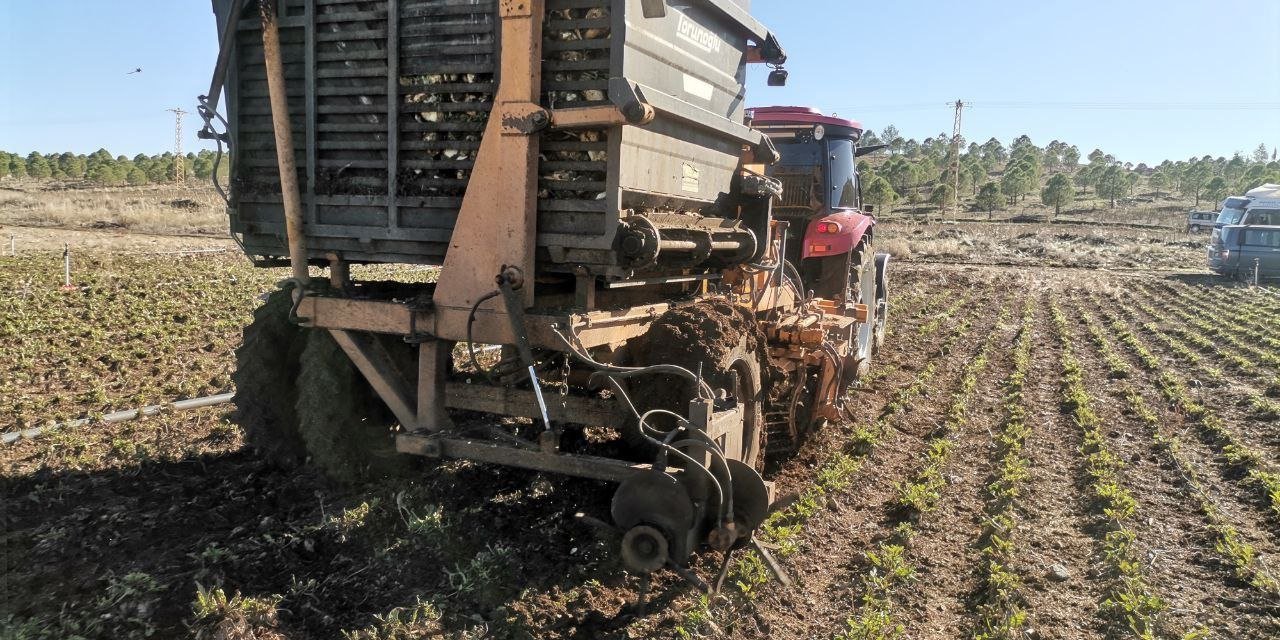 Kahramanmaraş’ta yaklaşık 500 bin ton şeker pancarı rekoltesi hedefleniyor