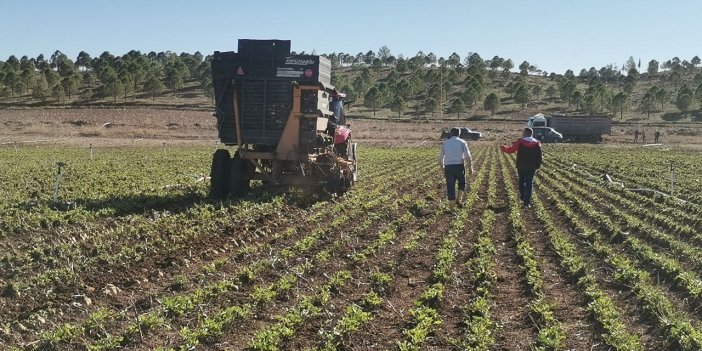 Kahramanmaraş’ta yaklaşık 500 bin ton şeker pancarı rekoltesi hedefleniyor