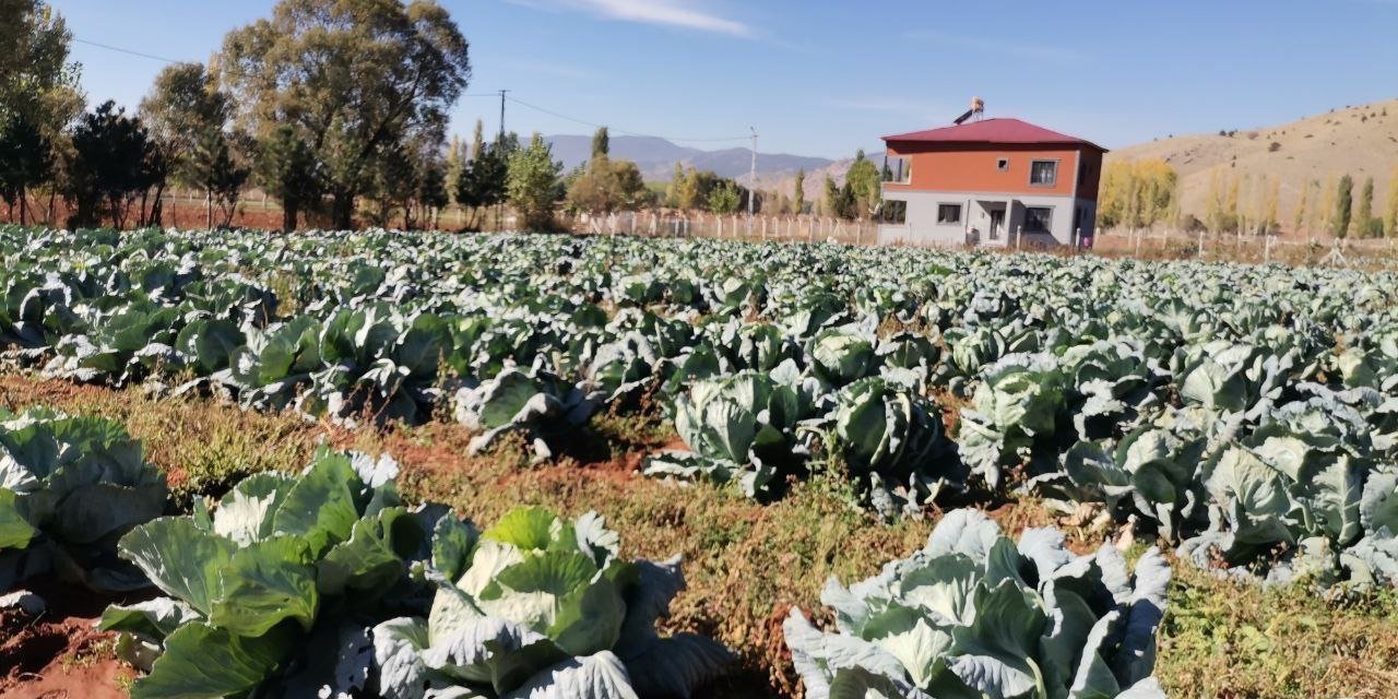 Kahramanmaraş’ta dev lahanalar yola çıktı