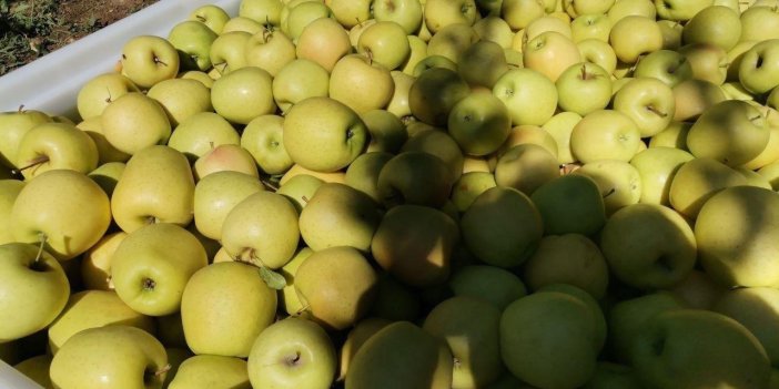 Kahramanmaraş'ta 60 Bin Ton Elma Rekoltesi Bekleniyor