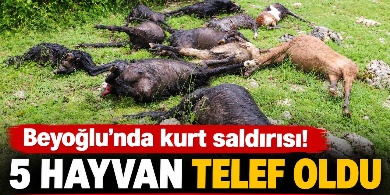 Kahramanmaraş’ta kurt saldırısı: 5 hayvan telef oldu