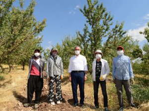 Başkan Güngör badem topladı
