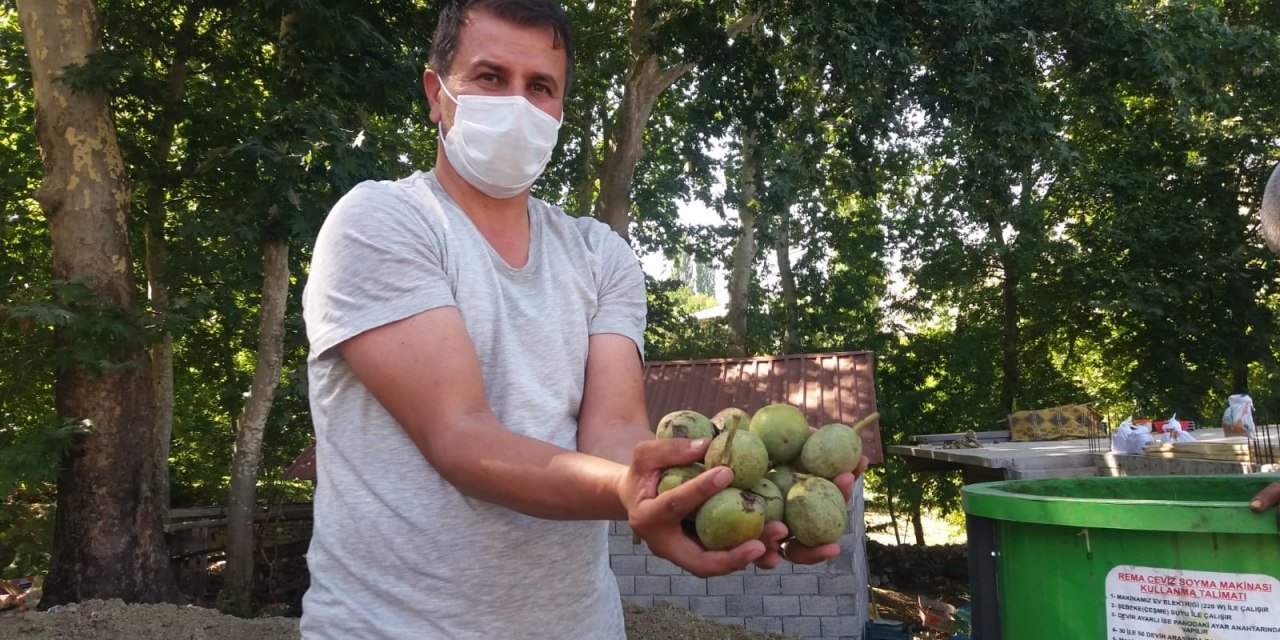Kahramanmaraş bu yıl 20 bin ton ceviz üretimiyle rekor kırdı
