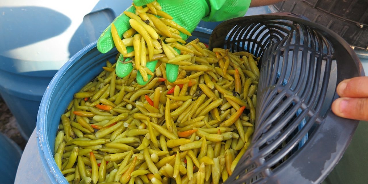 Korona virüs ‘Maraş Biber’ turşusuna talebi artırdı