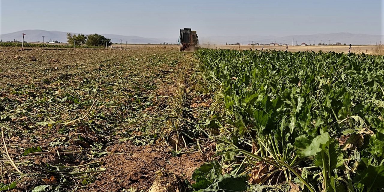 Şeker Fabrikası yarın alıma başlıyor