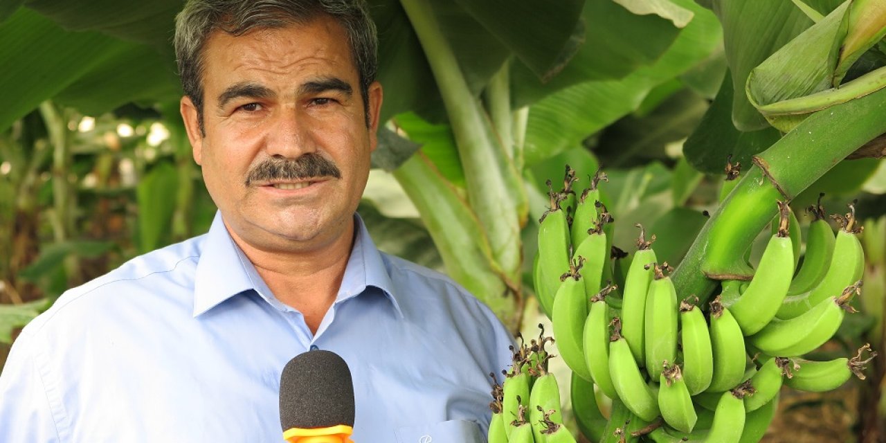 Akdeniz’in incisi Kahramanmaraş’ta muz üretimi başladı