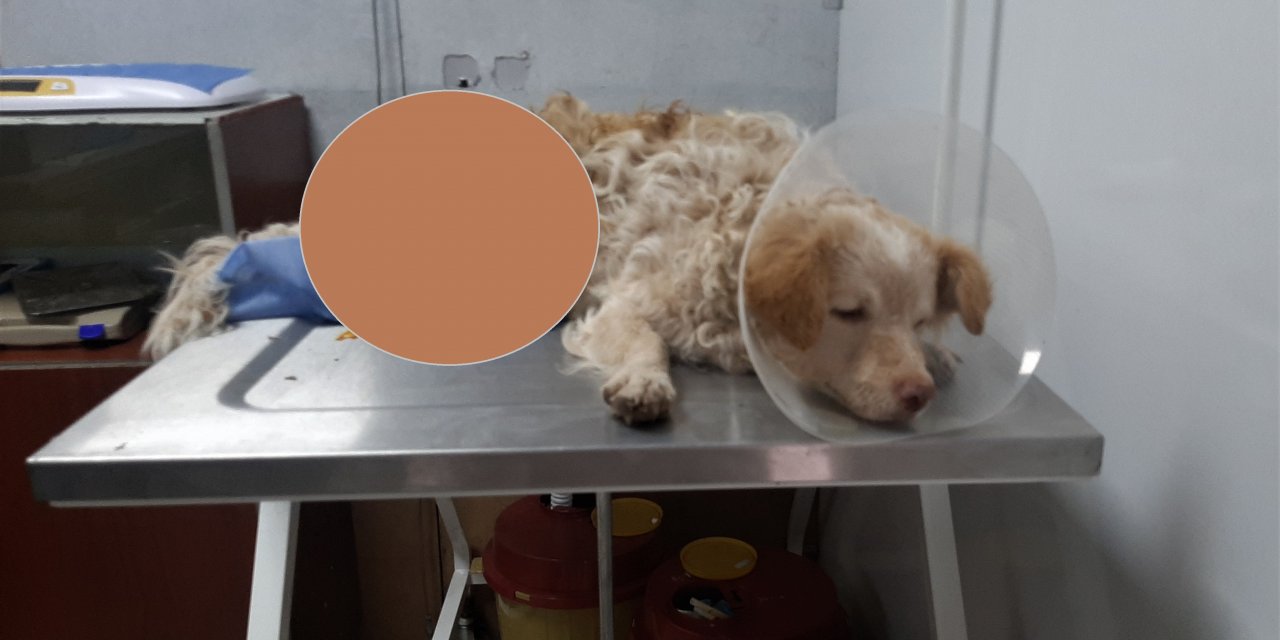 Elbistan’da yaralı köpeğe sahip çıktılar