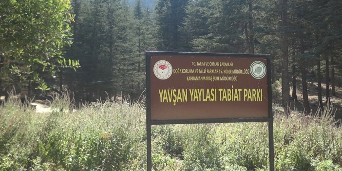 Başkonuş yaylasına rakip geldi