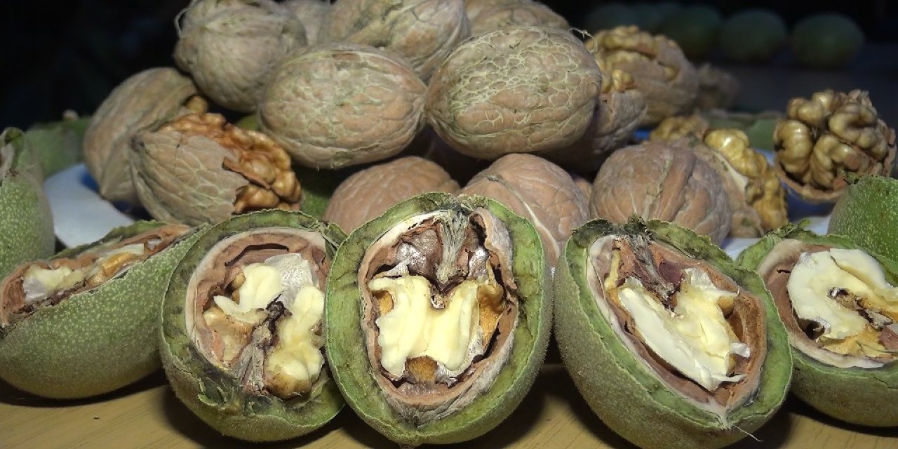 Kahramanmaraş’ta ceviz gen merkezi kuruldu