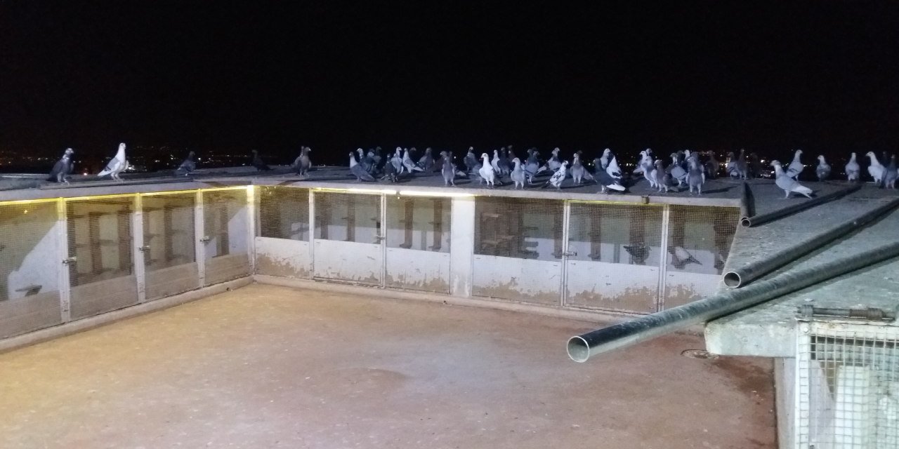 Kahramanmaraş’ta güvercinler için servet harcıyorlar