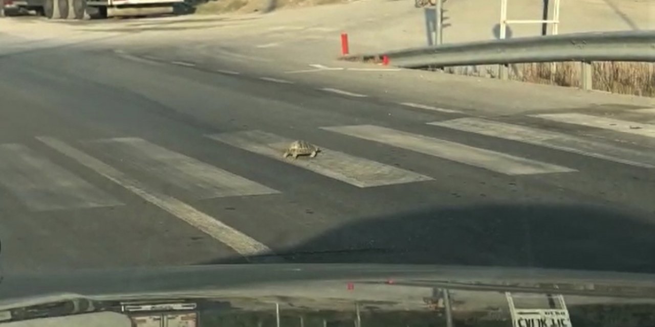 Yaya geçidini kullanan kaplumbağa sürücüleri şaşırttı