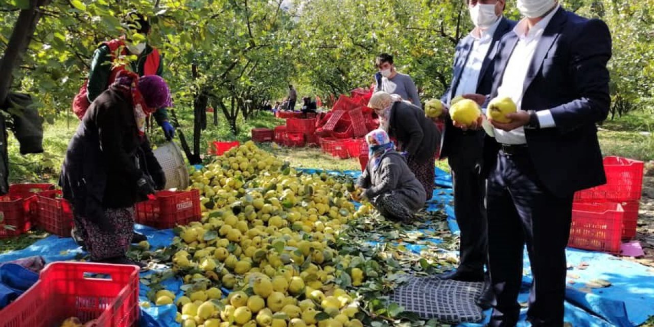 Kahramanmaraş’ta ayva hasadı başladı