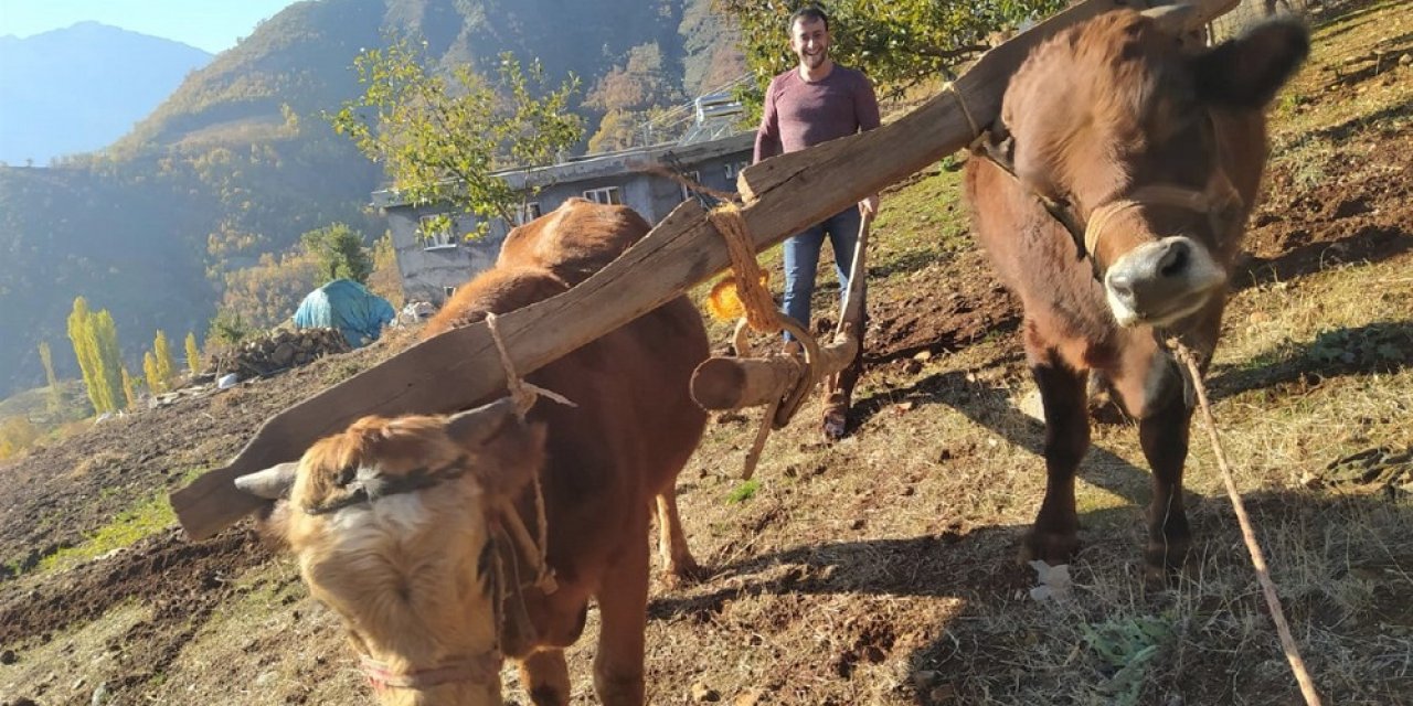 Kahramanmaraş’ta karasabanla tarlasını sürüyor