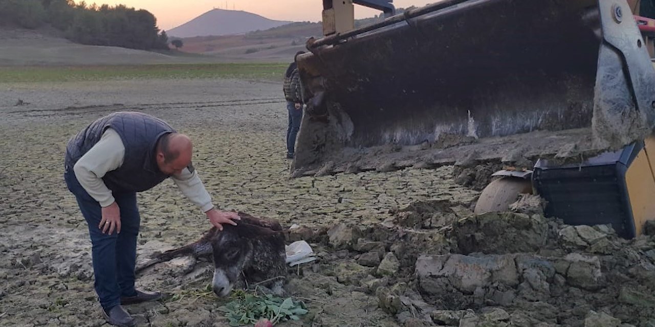 Bataklığa sağlanan eşek için seferber oldular