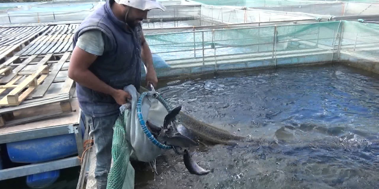 Denize kıyısı olmayan Kahramanmaraş’tan 55 ülkeye balık ihracatı