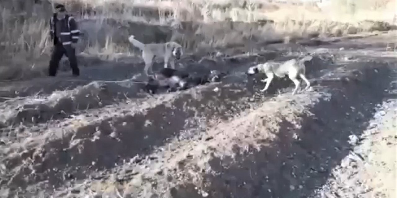 Eşeğine işkence eden şahıs gözaltına alındı