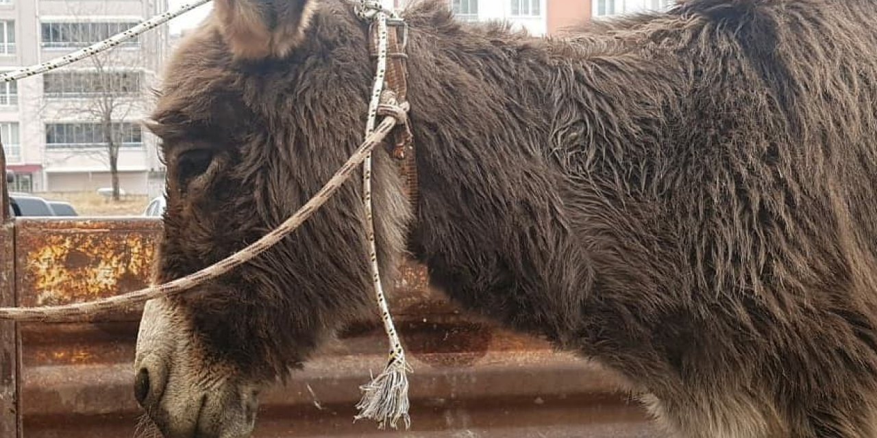 O eşek vicdansızın elinden alındı