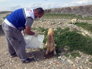 Kahramanmaraş'ta Sokak Hayvanları Unutulmadı
