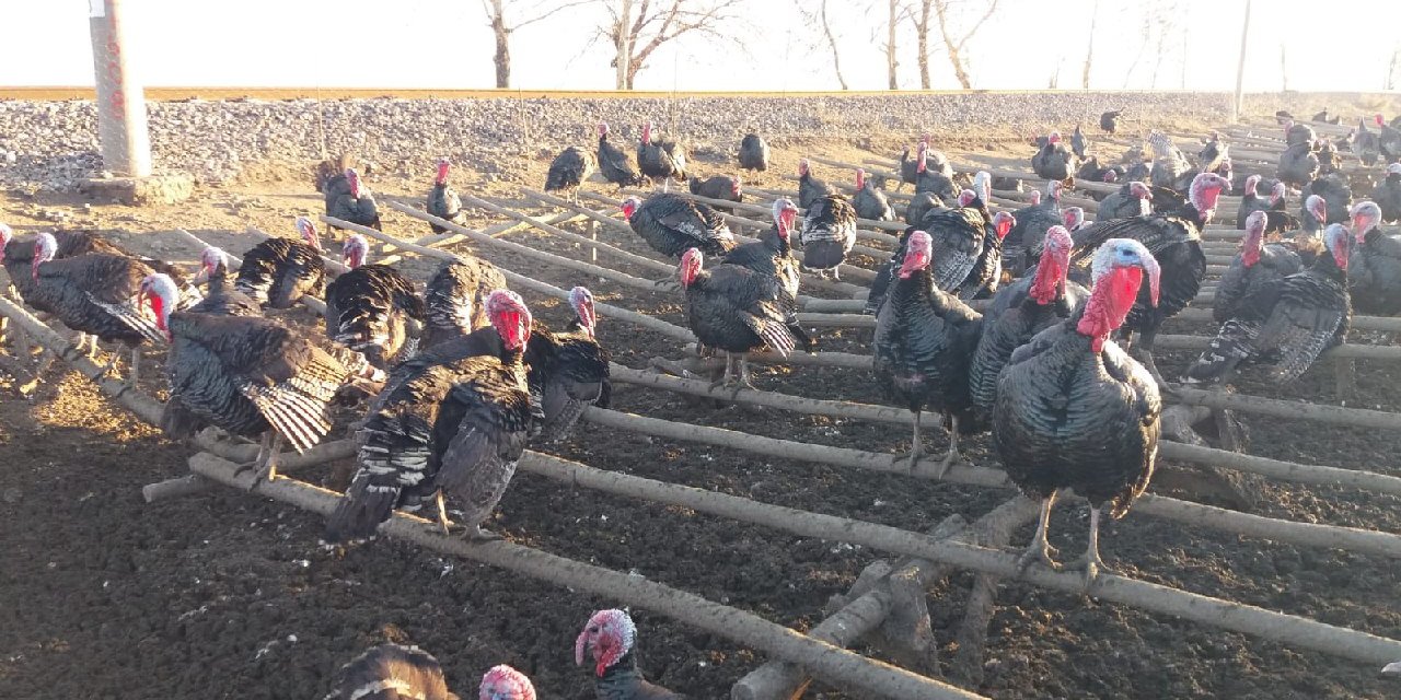 Kahramanmaraş’ta hindi fiyatları uçtu