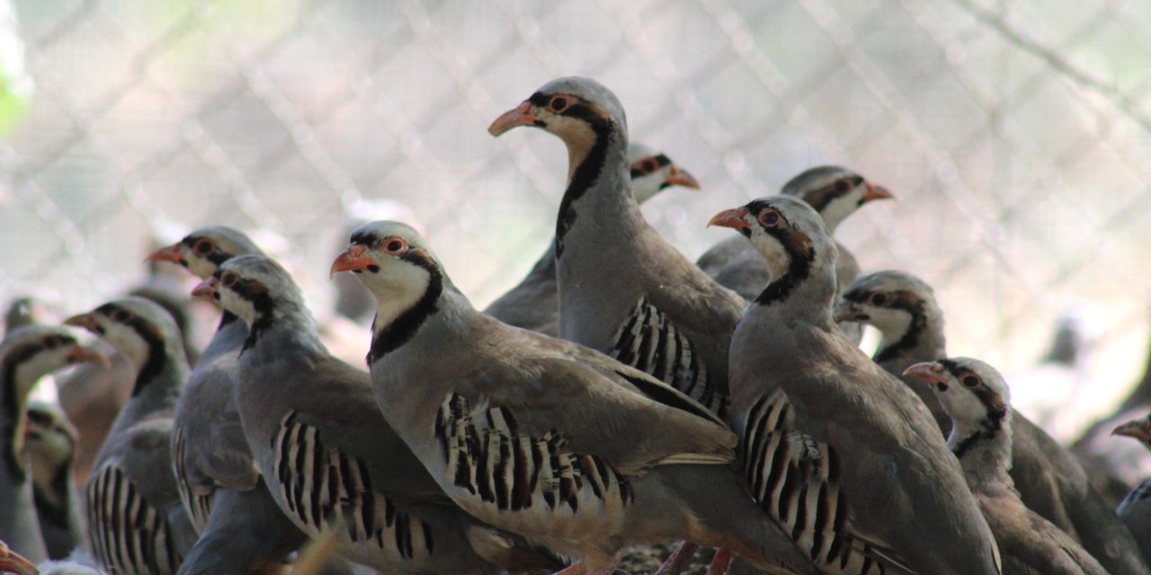 Kahramanmaraş keklik üretiminde rekora koşuyor
