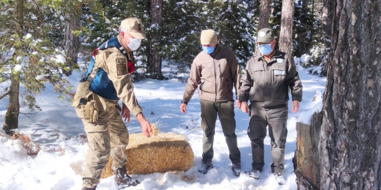 Jandarma geyikleri eliyle besledi
