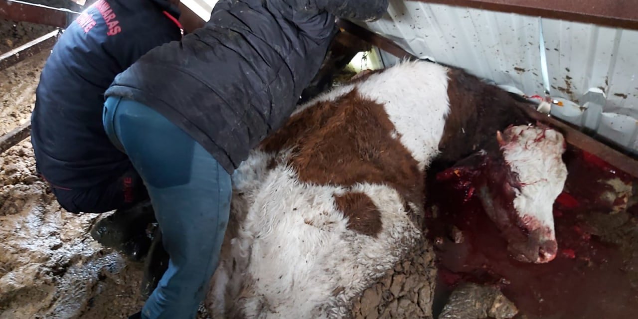 Kahramanmaraş'ta yoğun kar yağışı sonrası besi ahırlarının çatısı çöktü