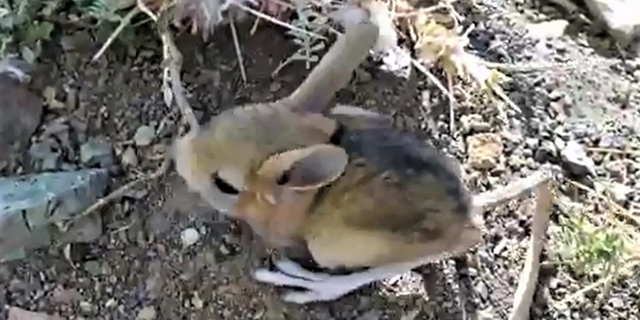 Arap Tavşanı Kahramanmaraş’ta görüntülendi