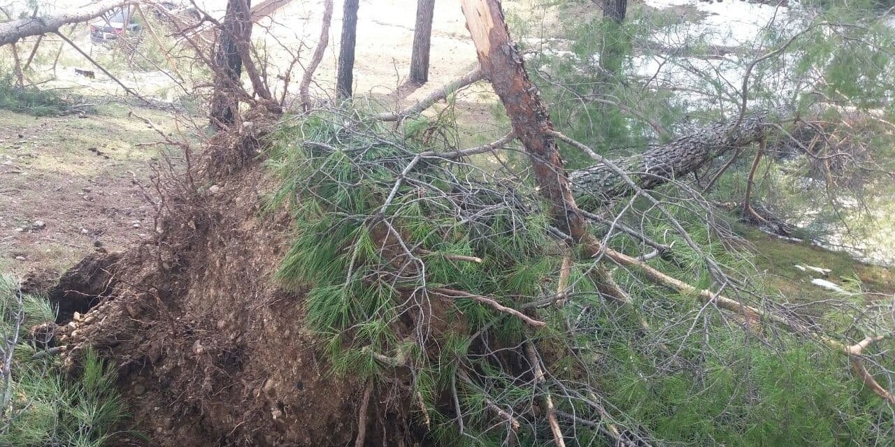 Şiddetli rüzgâr ve beraberindeki kar çam ağaçlarını yerinden söktü