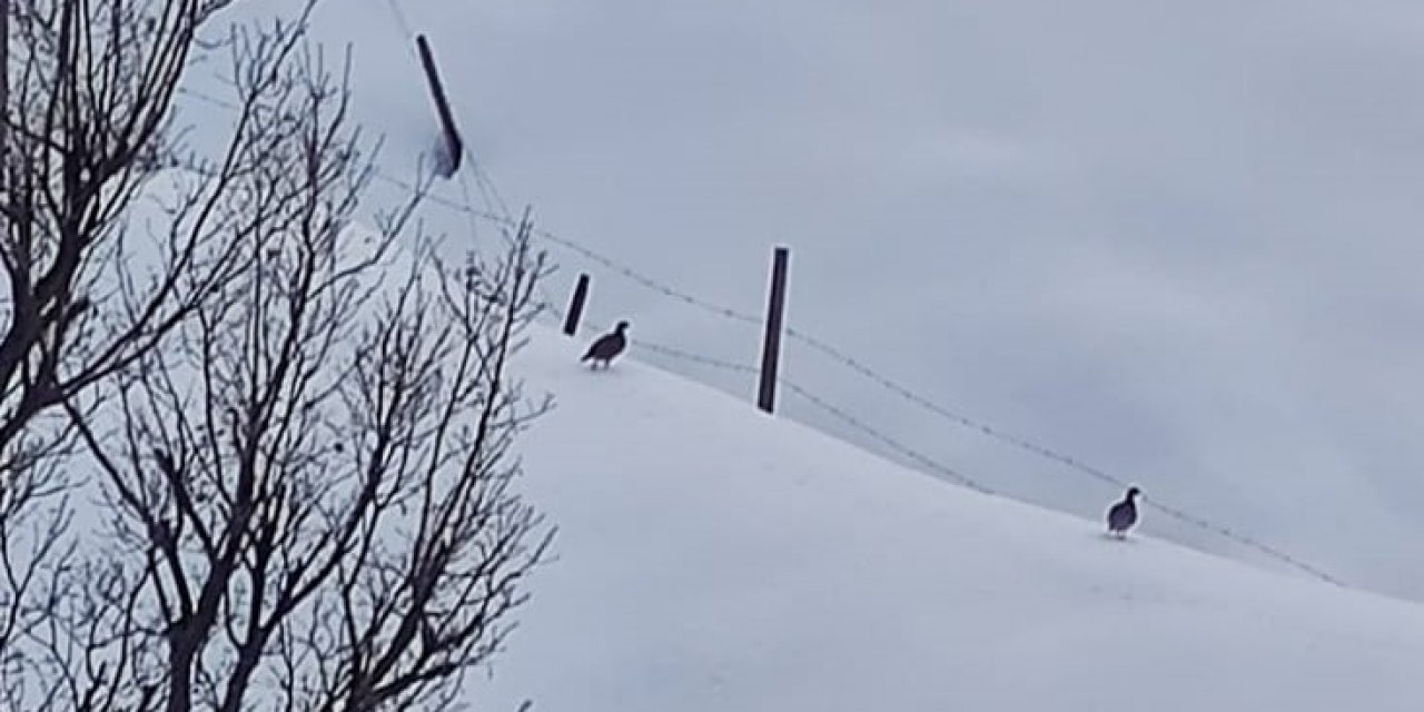 Jandarma yaban hayvanlarını unutmadı