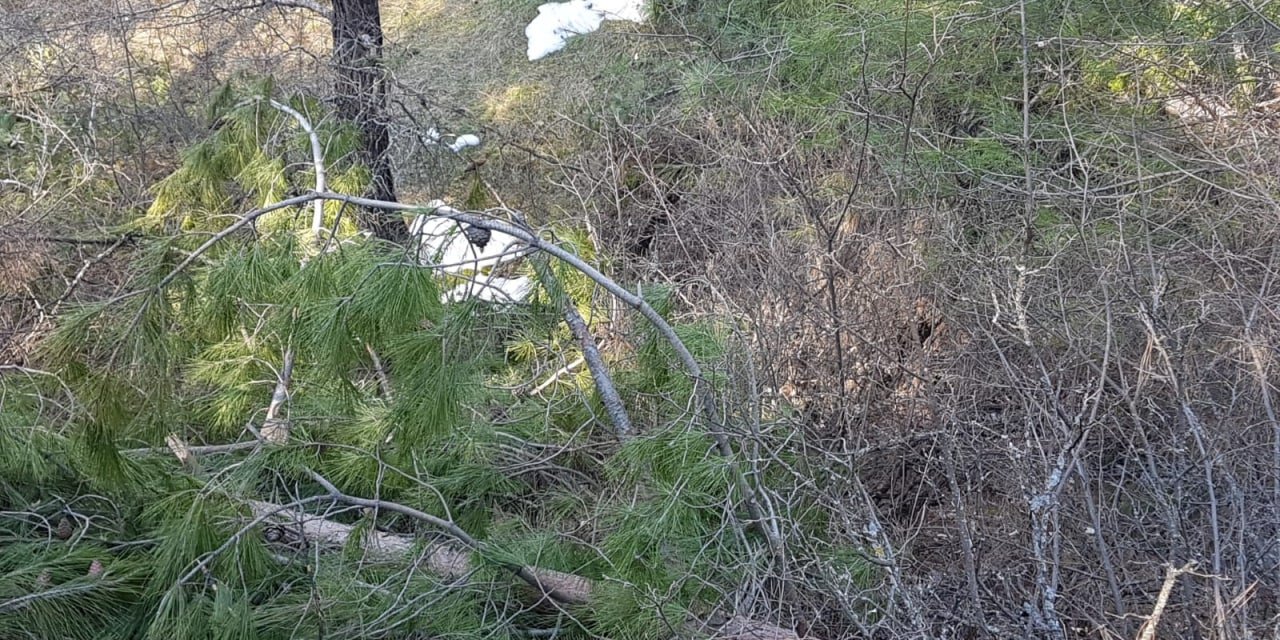 Kahramanmaraş’ta ormanlık alanlarda hasar büyük
