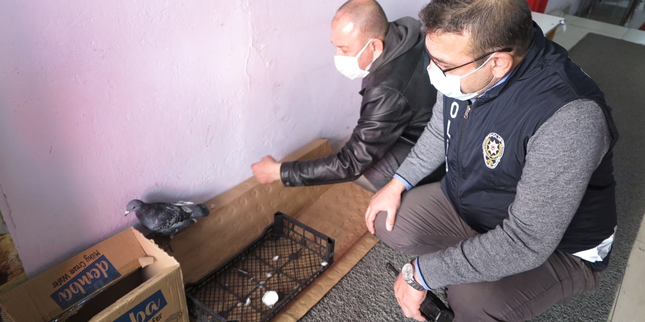 Yaralı güvercine önce esnaf sonra polis sahip çıktı