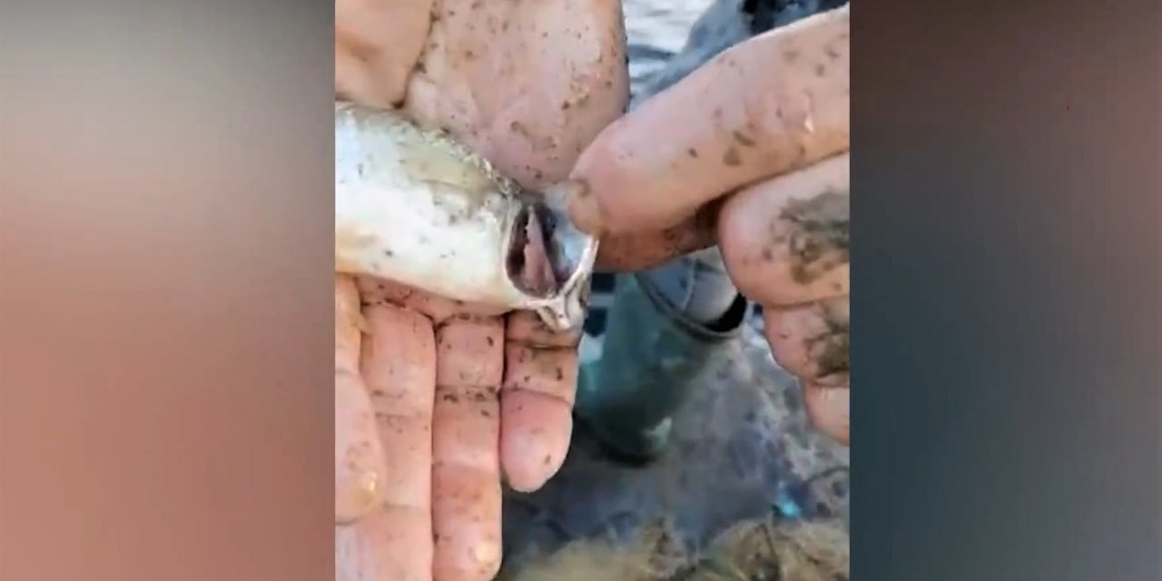 Kahramanmaraş’ta balıkçıların kirlilik isyanı