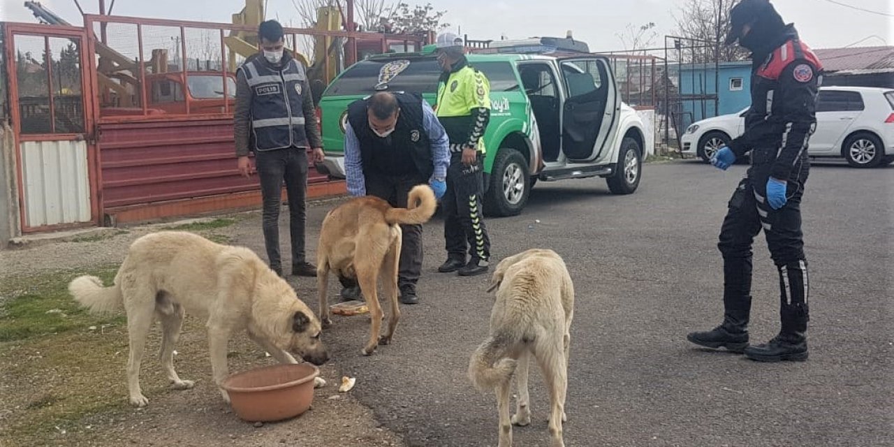 Kahramanmaraş’ta sokak hayvanlarına polis şefkati
