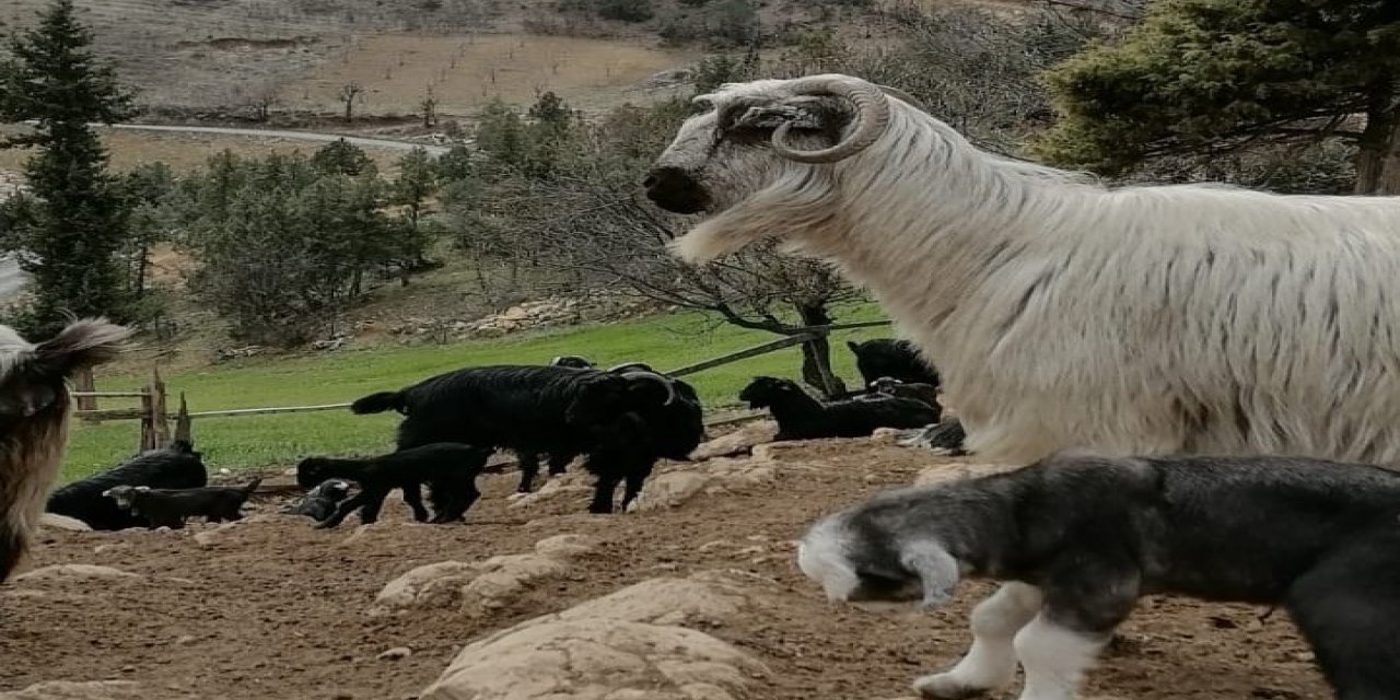 Kahramanmaraş’ta küçükbaş hayvan sayısı 1 milyon 300 bine ulaştı