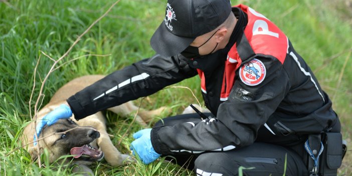 Kahramanmaraş’ta polis ekipleri sokak hayvanlarına can oldu
