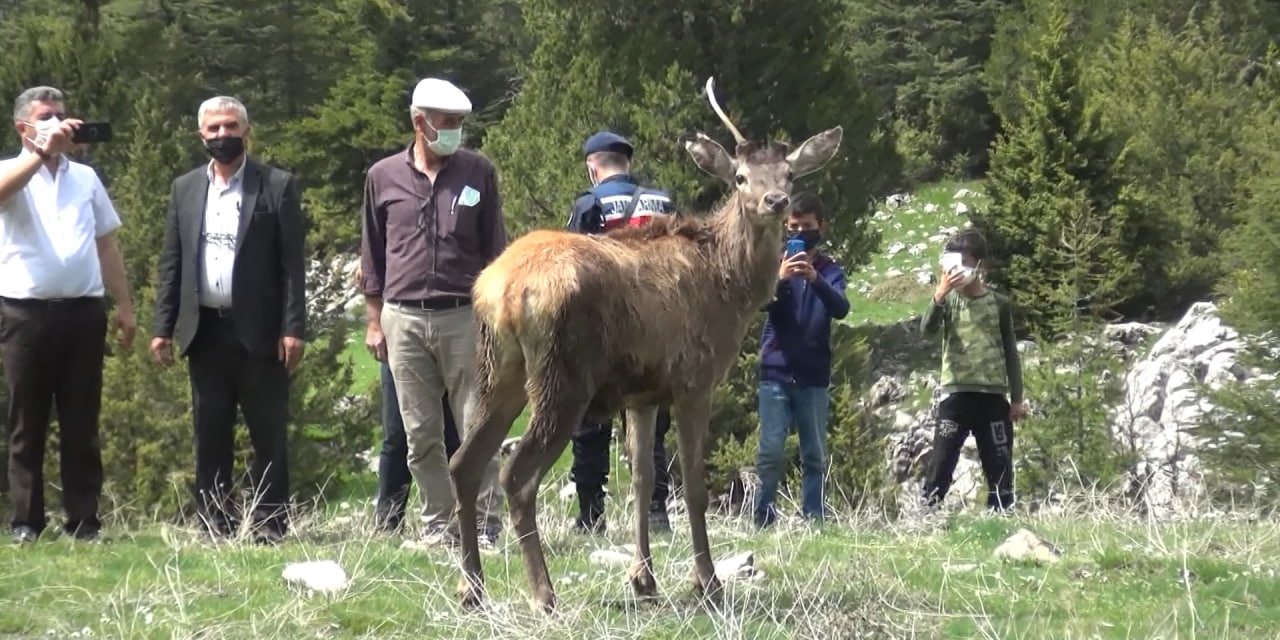 Kahramanmaraş’ta geyik popülasyonu artırmak için Eskişehir’den destek