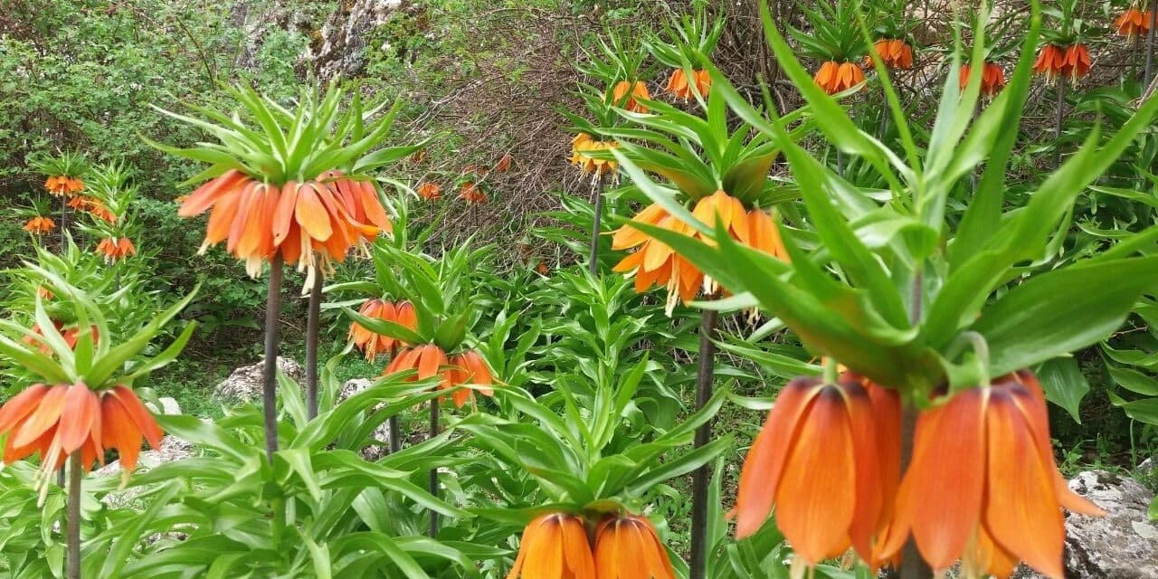 Kahramanmaraş’ta ters laleler öksüz kaldı 