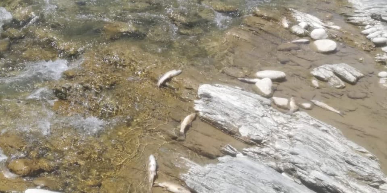Kahramanmaraş’ta toplu balık ölümü 