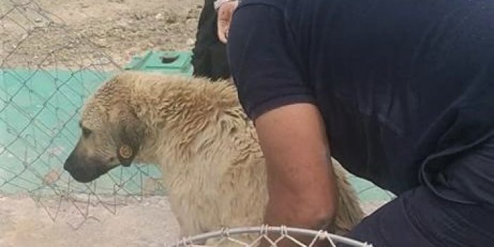 Sulama kanalına düşen köpeği son anda kurtardılar