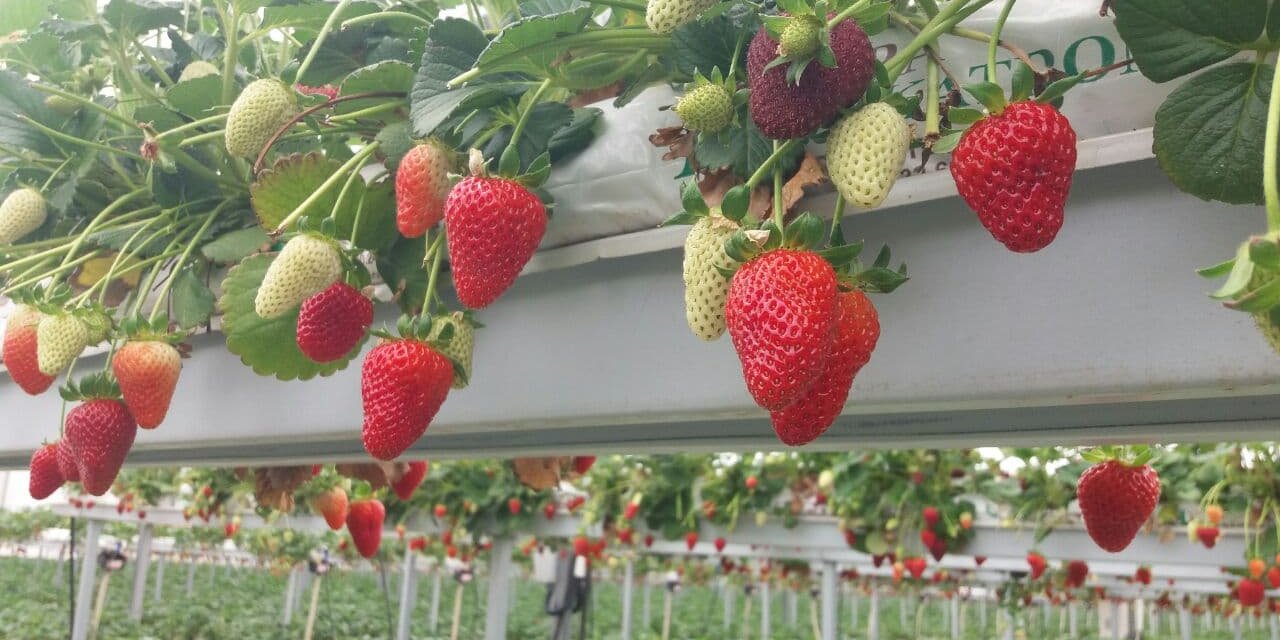 Kahramanmaraş’ta topraksız tarımda ihracat başladı