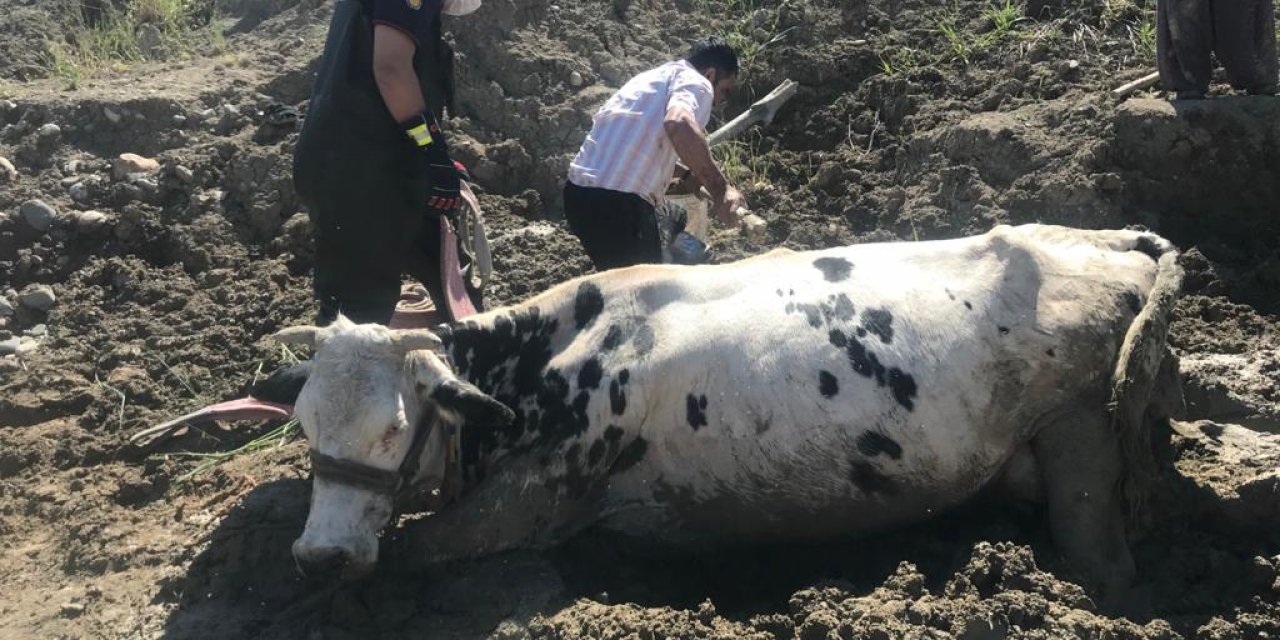 Kahramanmaraş’ta bataklığa saplanan inek vinçle kurtarıldı