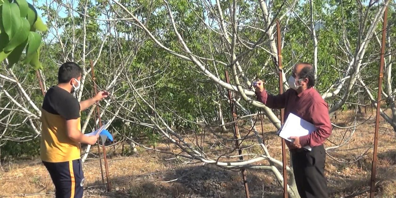 Kahramanmaraş’ta ‘don’ tehlikesine karşı ceviz üretildi