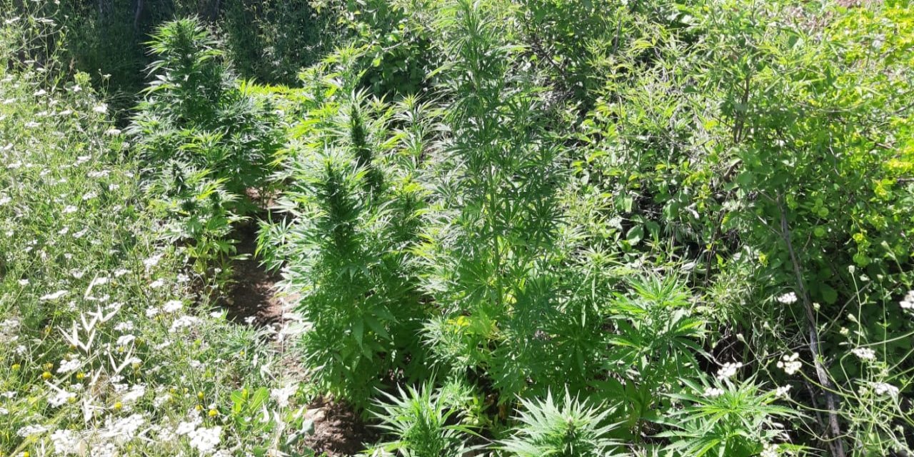 Kahramanmaraş’ta 451 kök kenevir ele geçirildi