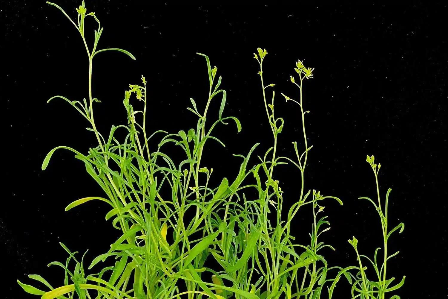 schrenkiella-parvula.webp