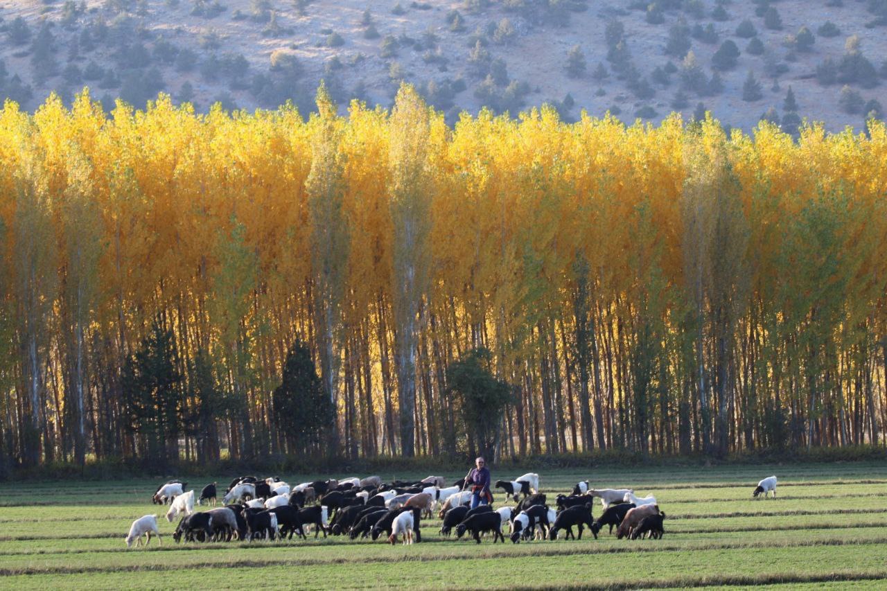 Göksun ve andırın’da doğa, sonbaharın büyüsüne kapıldı... 2 Photo-2025-10-24-13-47-15. Jpg
